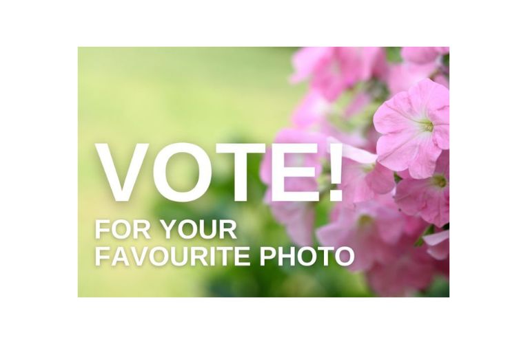 Get voting for your favourite photo from our spring/summer photo competition!