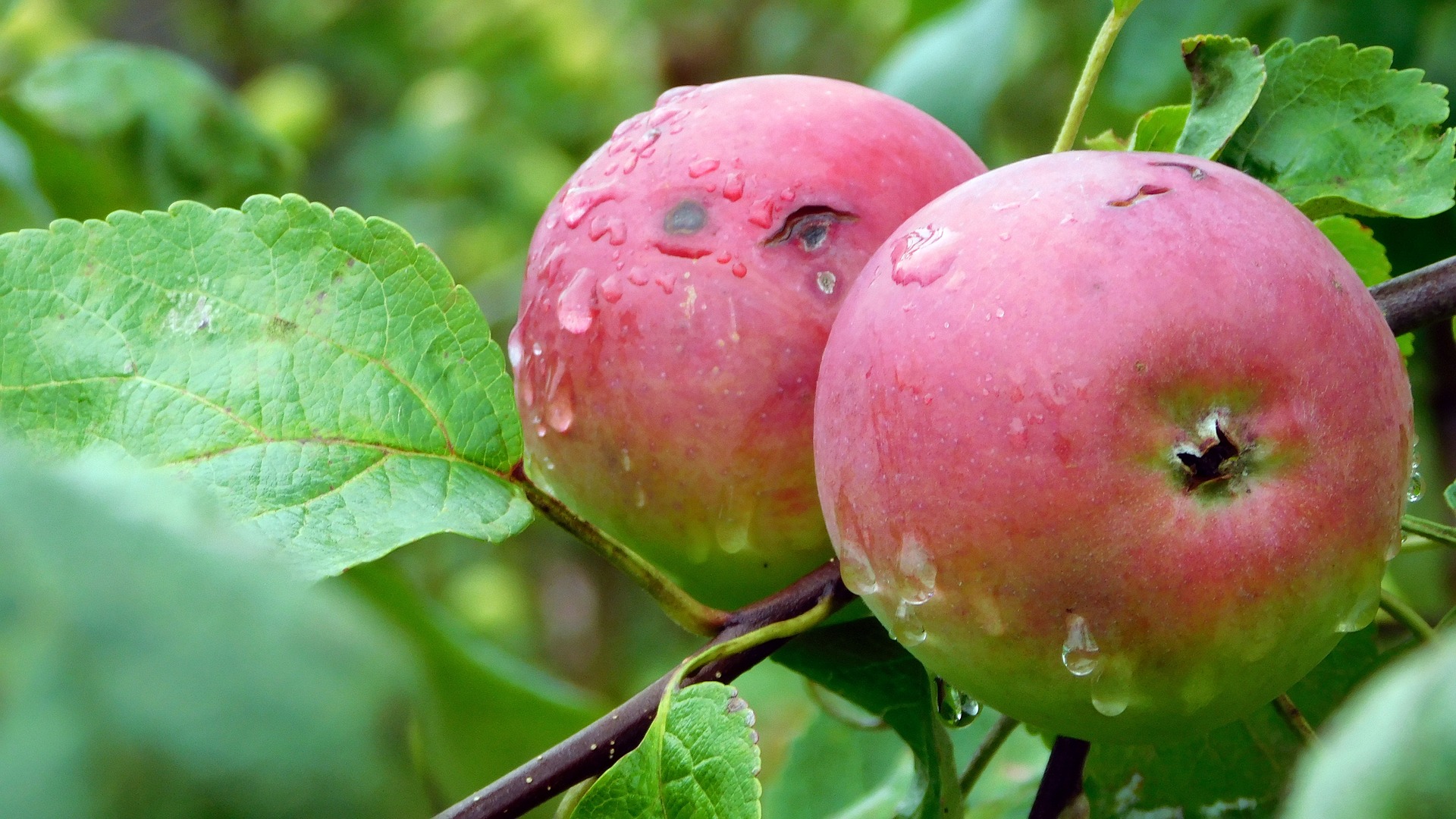 How trees can thrive in self-watering planters