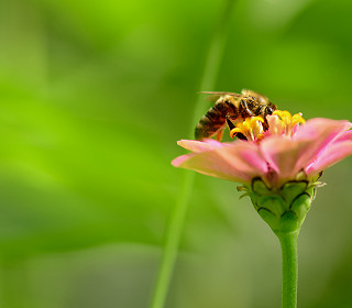 How to ‘Bee Friendly’ to all-important pollinators
