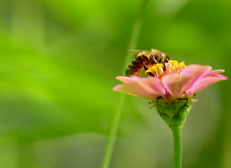 How to ‘Bee Friendly’ to all-important pollinators