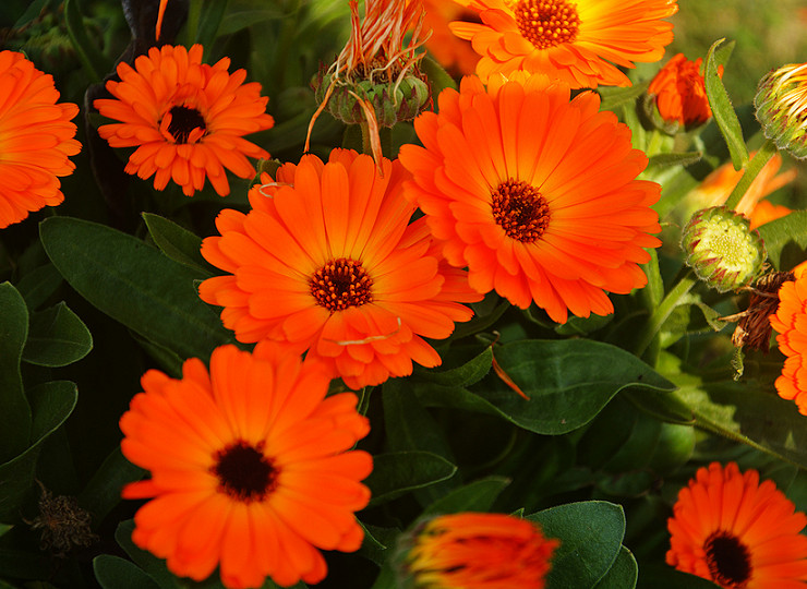 How you can Grow Well with the RHS