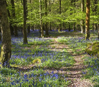 Inspired to tackle litter in the Forest of Dean