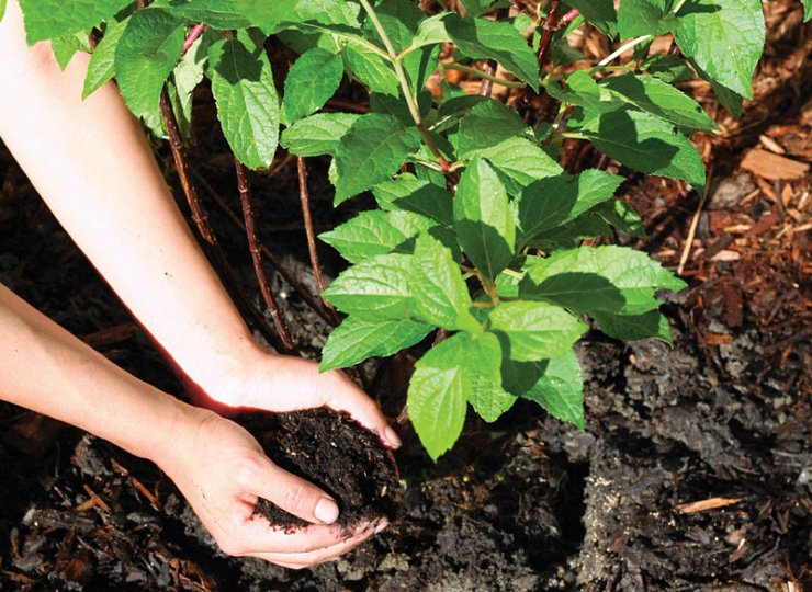 Flower power - Campus Estate Management Article