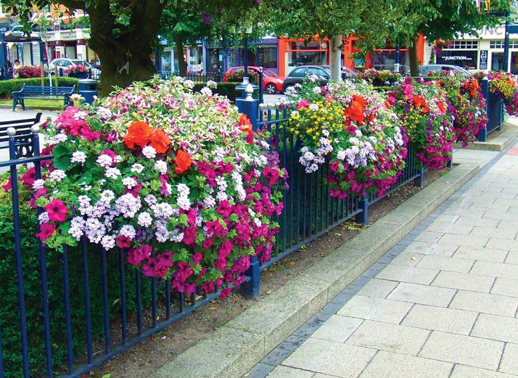 Flowers make us happy says RHS report