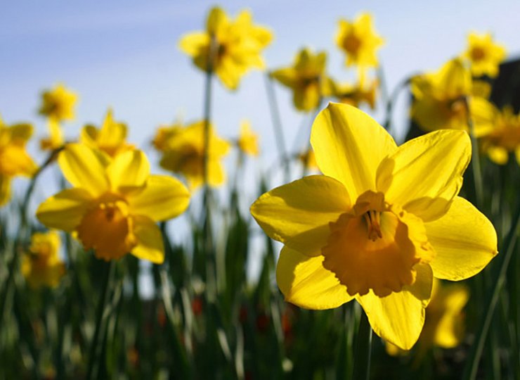 Get your Britain in Bloom application underway