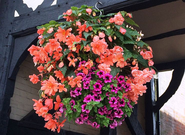 Awards icing on the cake for Britain in Bloom groups