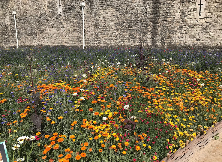 A super visit to Superbloom