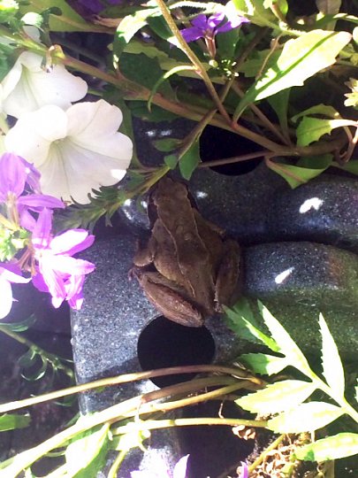 Well done to Draycott in Bloom