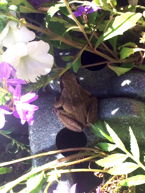 Well done to Draycott in Bloom