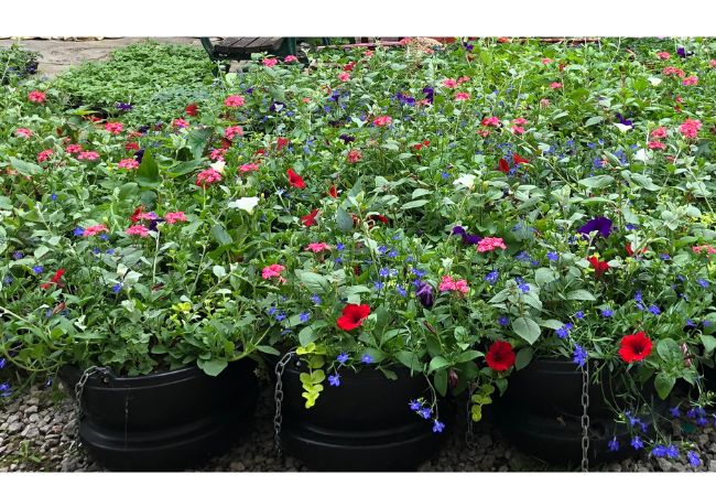 Glastonbury in Bloom ‘Town Category’ Finalist