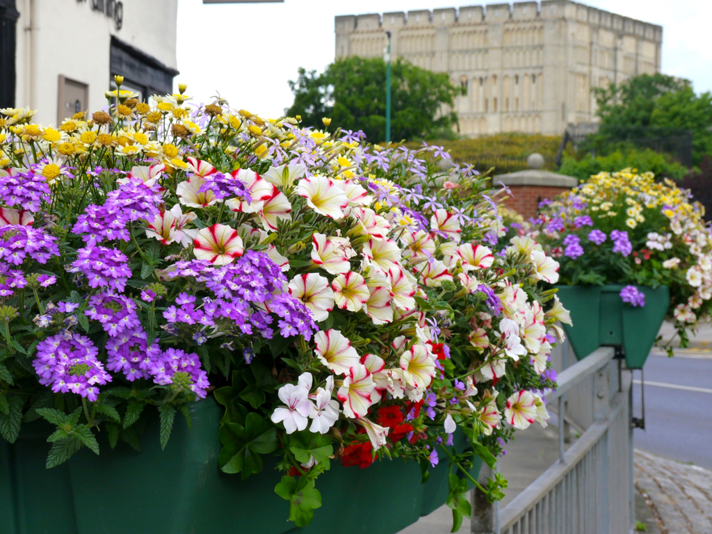 Which self-watering planter is right for you?