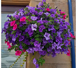 What’s the best way to water hanging baskets?