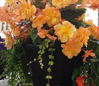 Going for Gold – your chance to win one of Amberol’s bestselling self-watering planters