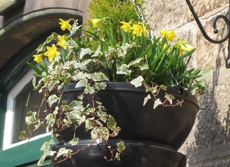 Amberol’s self-watering technology ‘a touch of genius’ says Tidy Towns report
