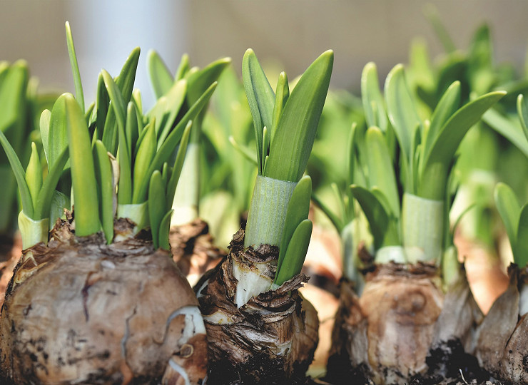 Get planting for 2021