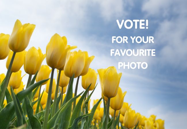 Get voting for your favourite photo!