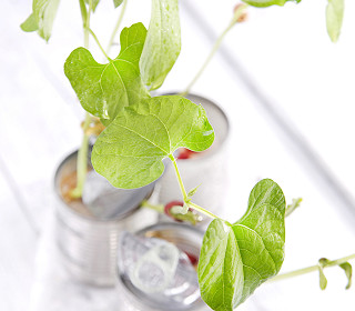 Encouraging the next generation - Setting up a growth project in Key Stage One