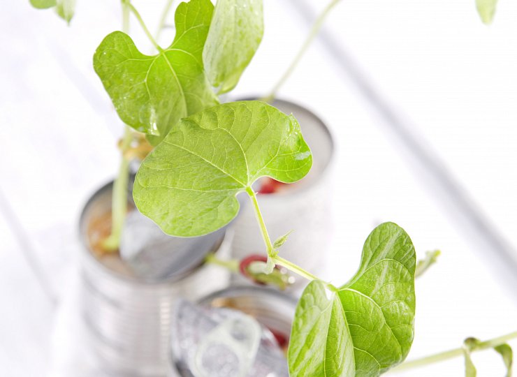 Encouraging the next generation - Setting up a growth project in Key Stage One