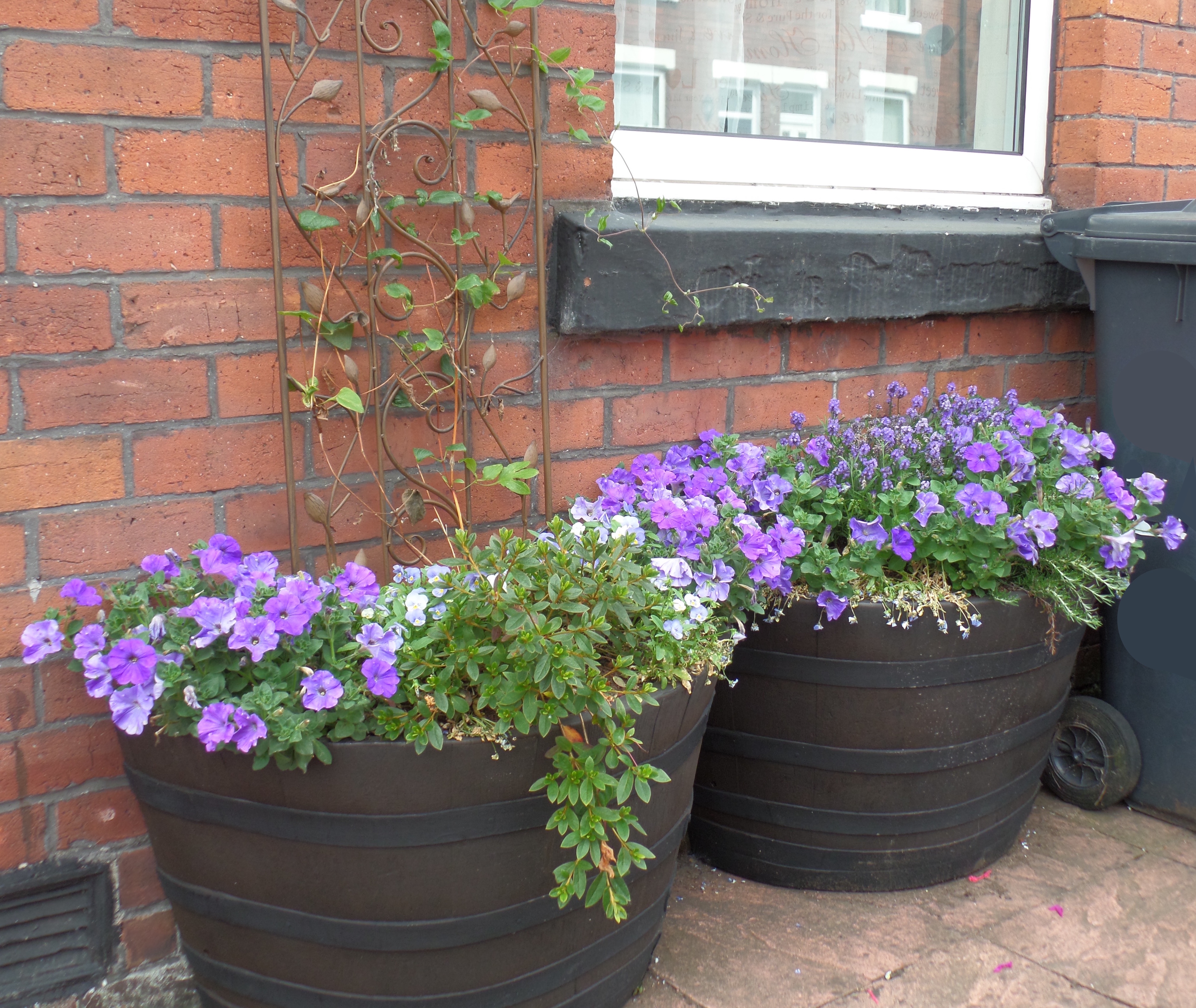 Amberol support project to determine the impact of plants on health and wellbeing