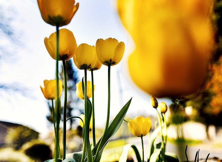 In praise of the tulip