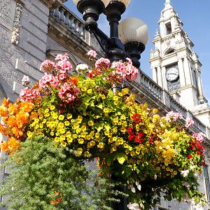 Amberol The nation's leading supplier of quality self-watering planters