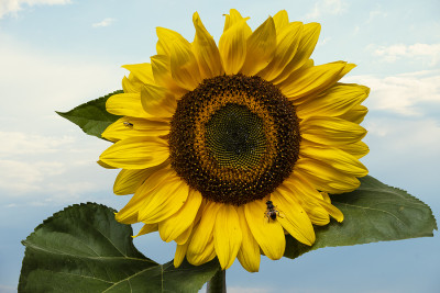 The Big Sunflower Project